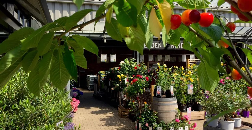 GROßE AUSWAHL - UNSERE PFLANZEN IM GARTENMARKT