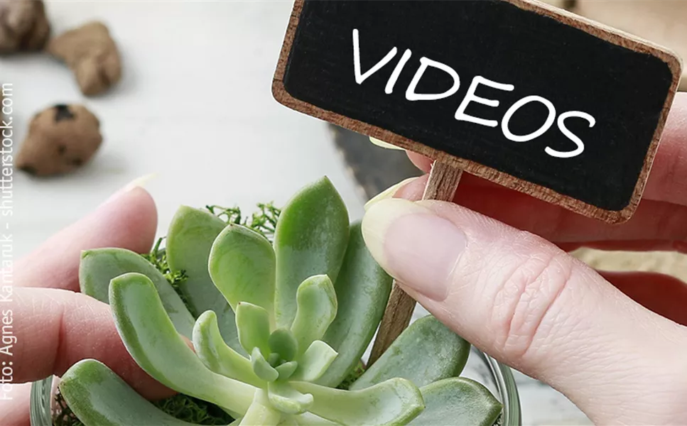 Videos - ALLES RUND UM'S THEMA PFLANZE