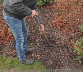 Rhododendron - Einpflanzen im Garten