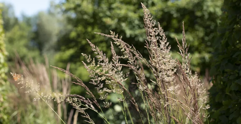WIE GRäSER DEN GARTEN AUFWERTEN!