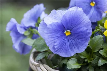 STIEFMÜTTERCHEN SIND WINTERRESISTENT