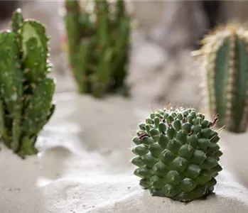 SOMMERURLAUB FüR ZIMMERPFLANZEN