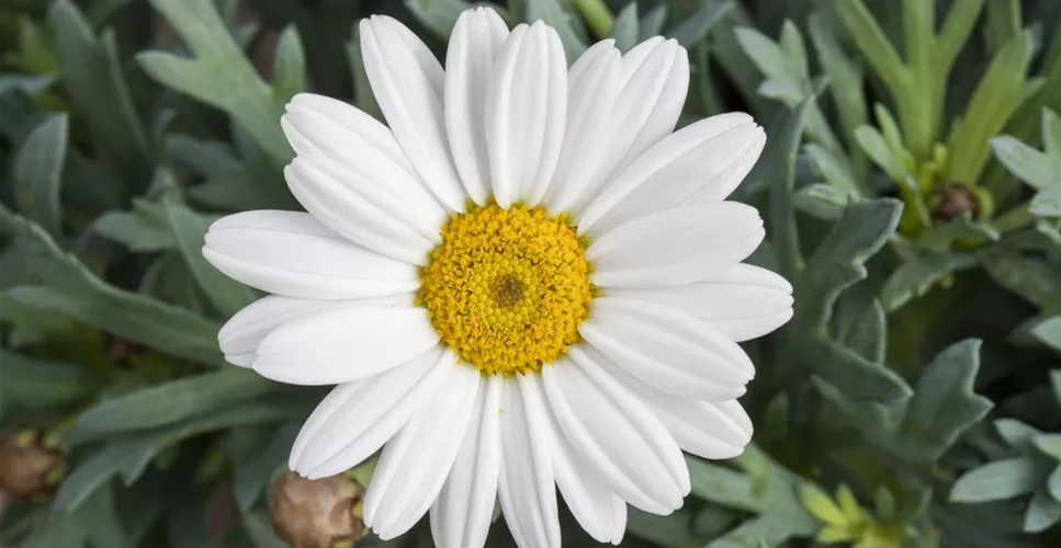 DIE GUTEN INS TÖPFCHEN!