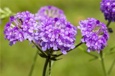 EISENKRAUT - EINPFLANZEN IN EIN GEFäSS
