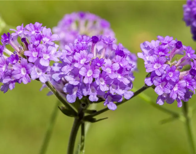 EISENKRAUT - EINPFLANZEN IN EIN GEFäSS