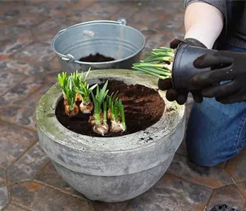 Osterglocken - Einpflanzen in ein Gefäß
