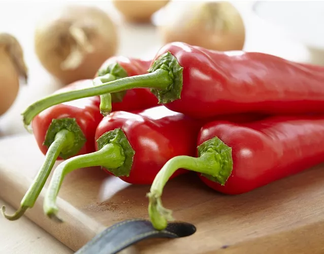 EIN GANZER GARTEN AUF DEM BALKON