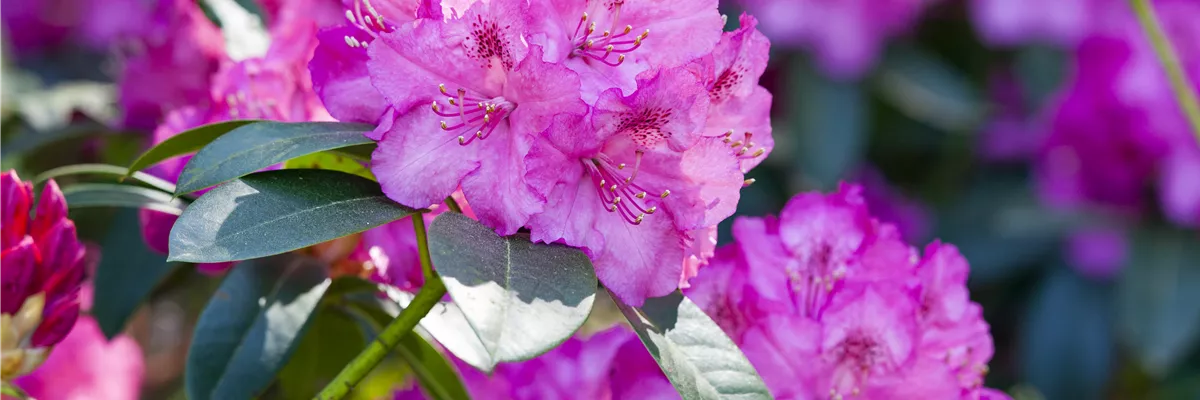 Rhododendron