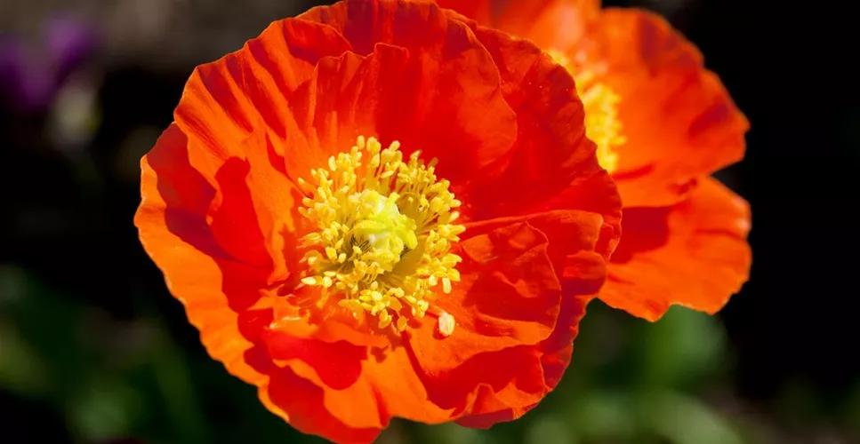 DIE TOP 8 DER SOMMERBLUMEN