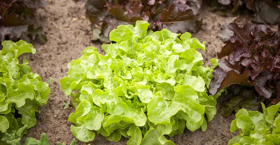 DA HABEN WIR DEN SALAT