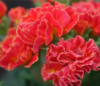 PRIMELN - EINPFLANZEN IM GARTEN