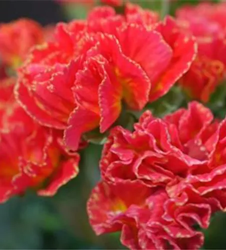 PRIMELN - EINPFLANZEN IM GARTEN