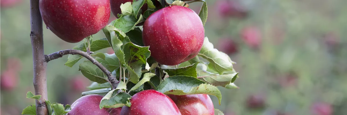 Malus domestica 'Jonagold'