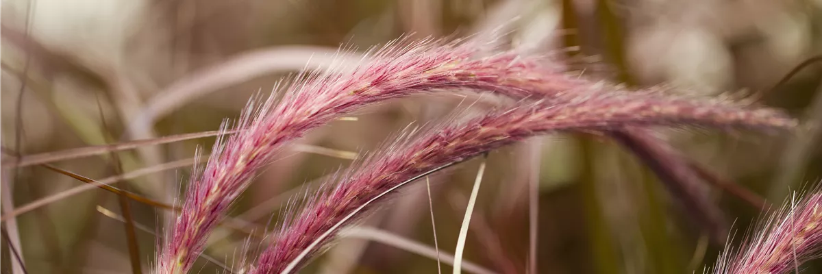 Pennisetum setaceum 'Rubrum'
