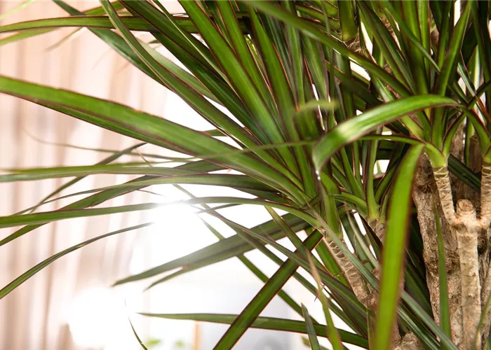 TIPPS FüR HüBSCHE ZIMMERPFLANZEN