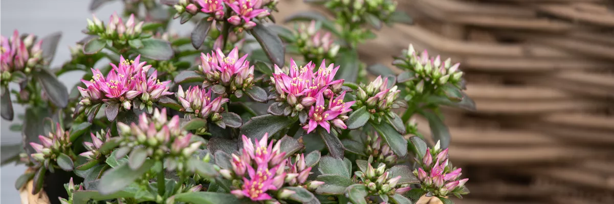 Sedum spurium 'Spot On™ Deep Rose'