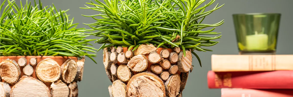 Blumentöpfe mit Baumscheiben