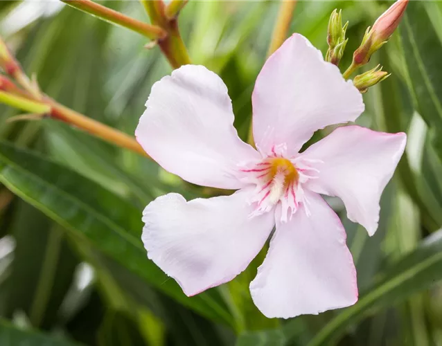 Oleander