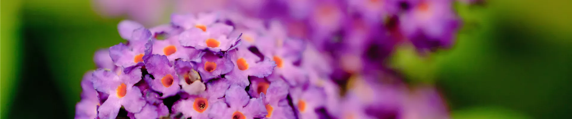 Buddleja davidii
