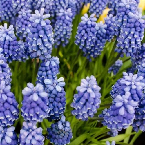 Workshop 'Moderne Pflanzarbeit mit Perlhyazinthen' im Oldenburger Wohngarten in Etzhorn