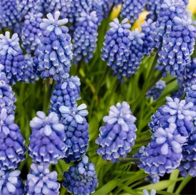 Workshop 'Moderne Pflanzarbeit mit Perlhyazinthen' im Oldenburger Wohngarten in Etzhorn