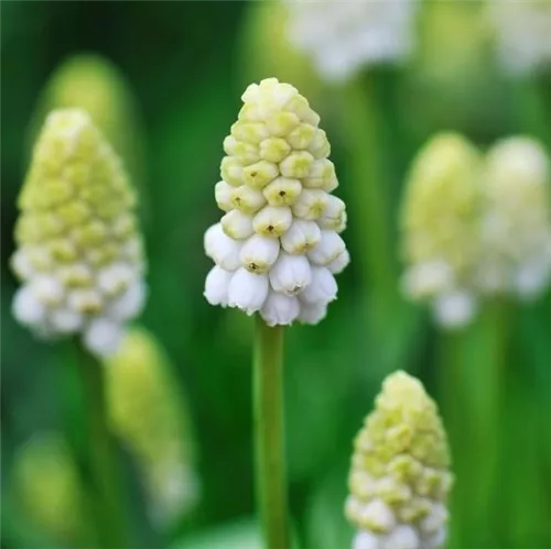 Workshop 'Moderne Pflanzarbeit mit Perlhyazinthen' im Oldenburger Wohngarten in Etzhorn
