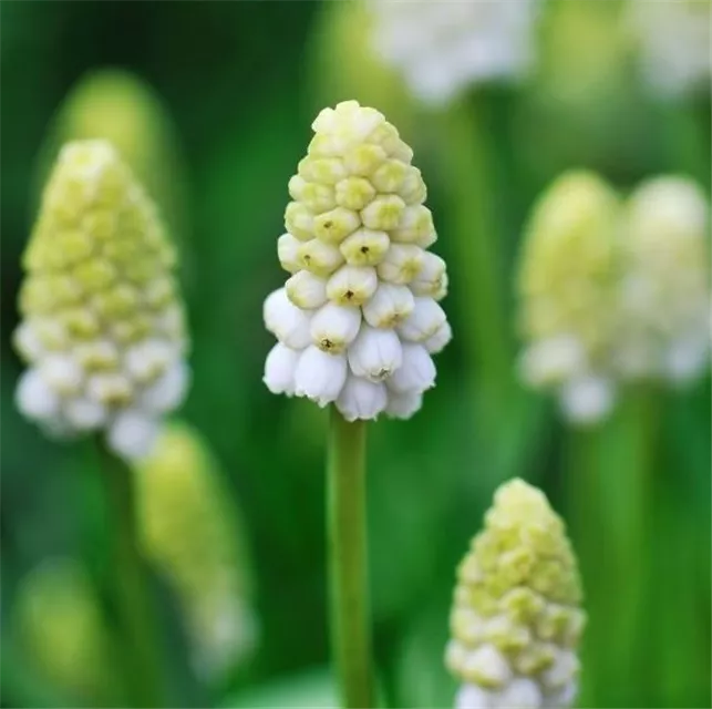 Workshop 'Moderne Pflanzarbeit mit Perlhyazinthen' im Oldenburger Wohngarten in Etzhorn