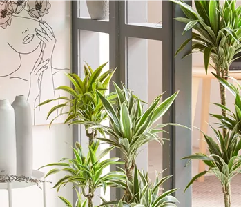 GRÜNES UPDATE FÜR DEIN HOMEOFFICE!