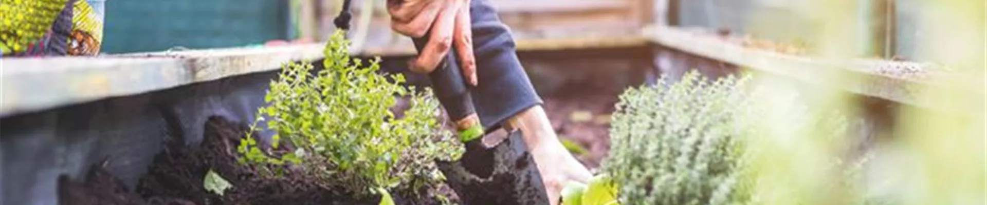 PFLEGELEICHTE ZIMMERPFLANZEN!