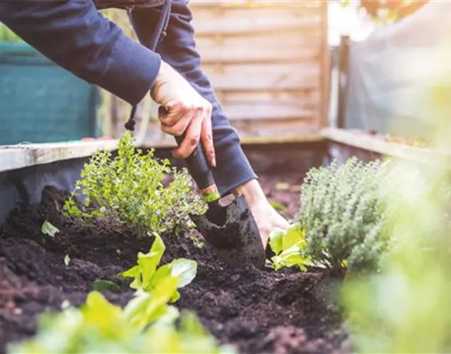 EIN HOCH AUF'S HOCHBEET! 