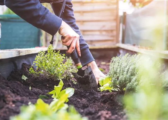 PFLEGELEICHTE ZIMMERPFLANZEN!