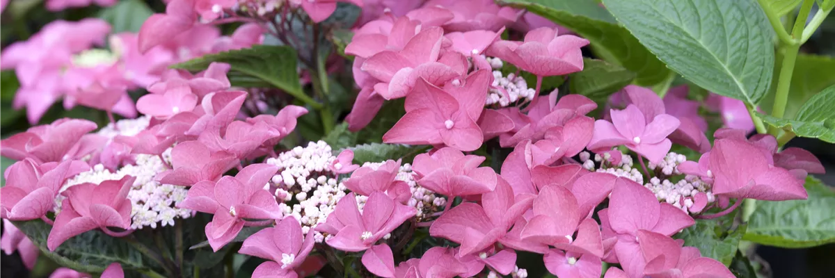 Hydrangea macrophylla, rosa Tellerblüten