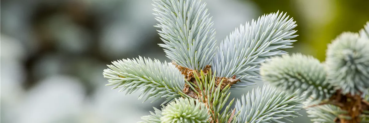 Picea pungens 'Glauca'