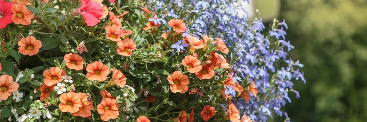 Ampelbepflanzung mit Petunien