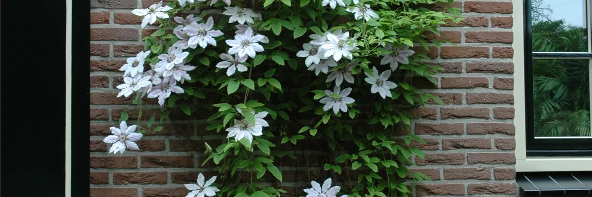 Clematis an Hauswand