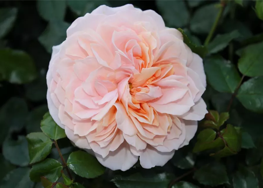 Beetrose 'Garden of Roses'®