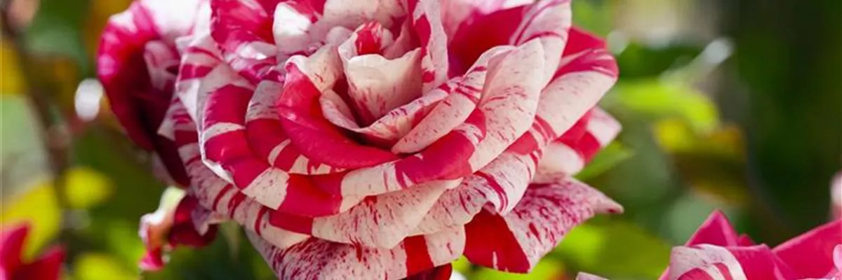 Edelrose, zweifarbig