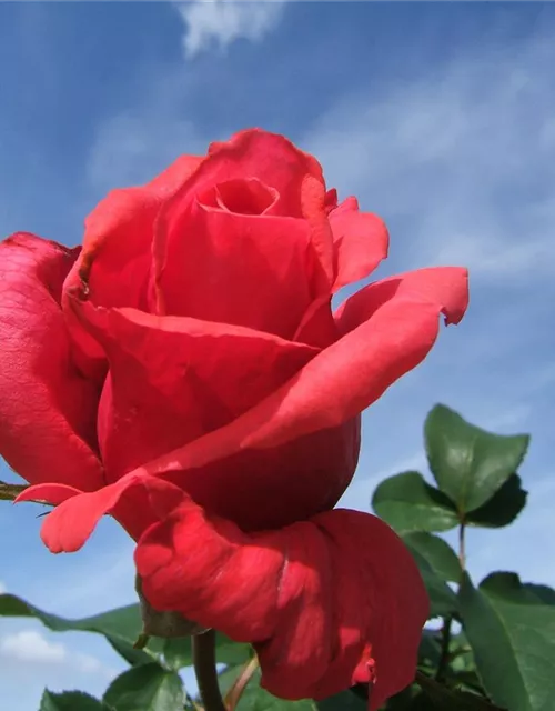 Beetrose 'Duftwolke'®