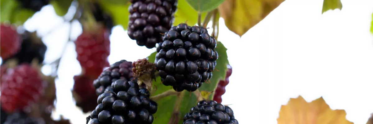 Rubus idaeus & Rubus fruticosus