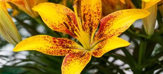 Lilie 'Tiny Bee', gelb