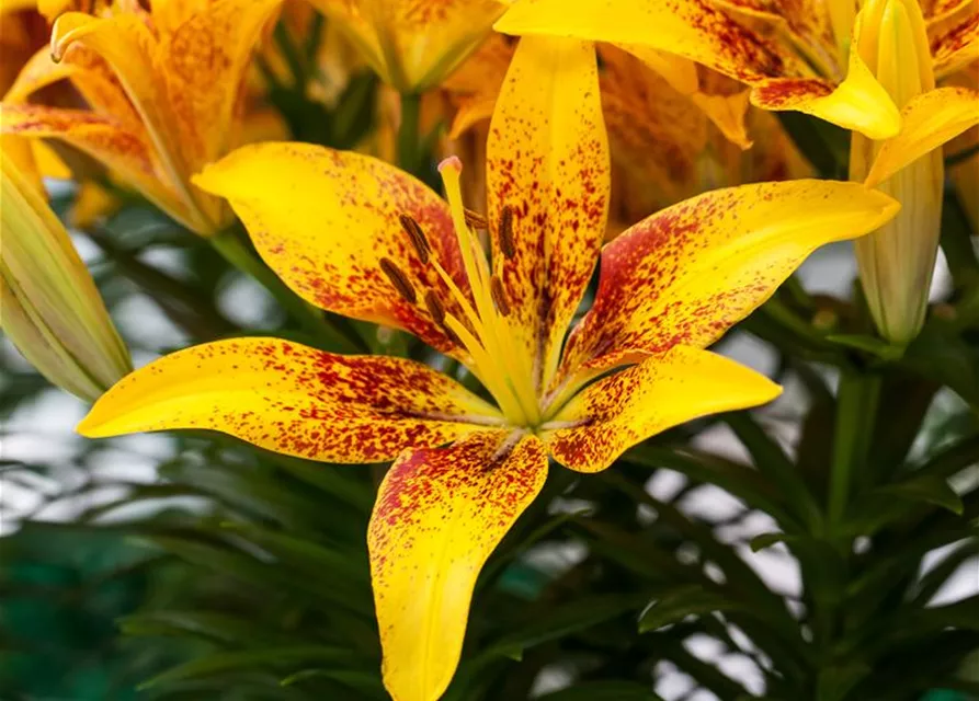 Lilie 'Tiny Bee', gelb