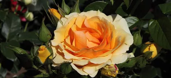 Beetrose 'Hansestadt Rostock'®