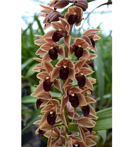 Cymbidium Arthur Meddellin Padilla