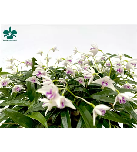 Dendrobium kingianum alba weiß mit roter Lippe (9 cm Topf)