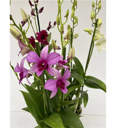 Dendrobium phalaenopsis 