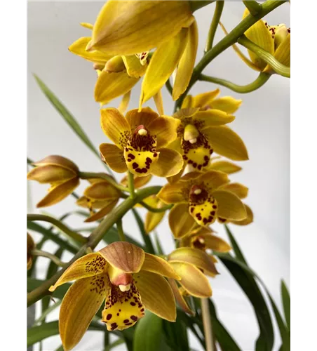 Cymbidium Benjamino Girl