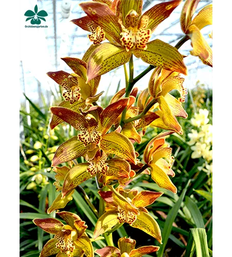 Cymbidium Jungle Girl