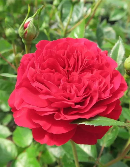 Beetrose 'Bordeaux'®