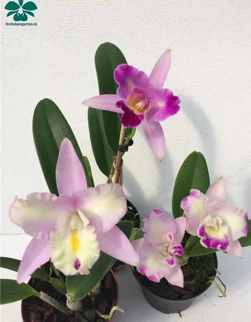 Cattleya Mix kompakt