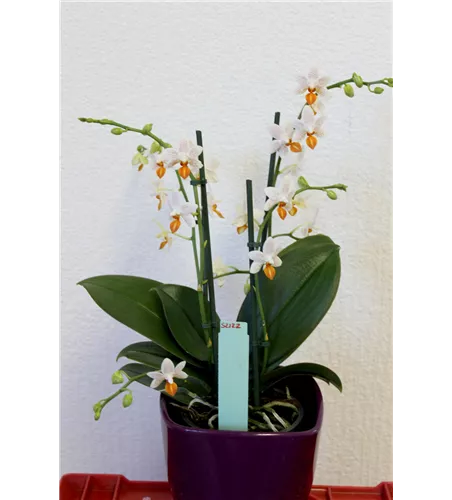Phalaenopsis Mini Mark